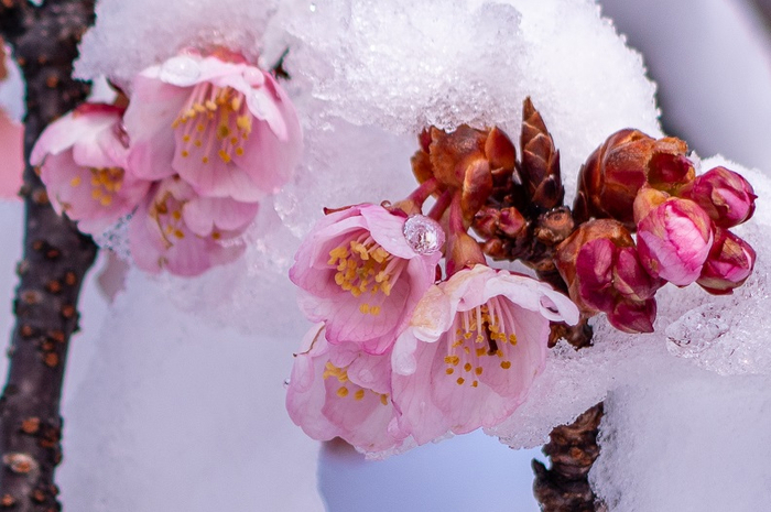 雪化粧をまとった桜