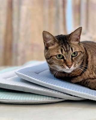 猫が思わずくつろぐ程に快適なマット