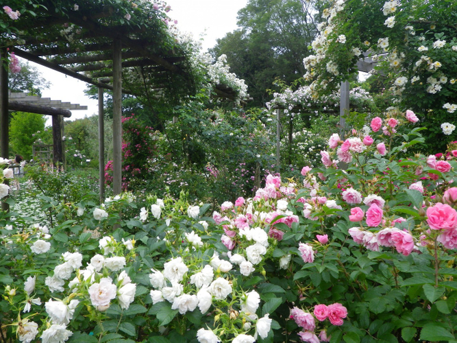 オールドローズ