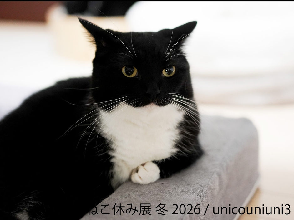展示作品:unicouniuni3