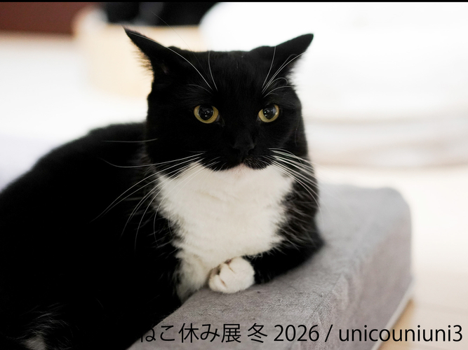 展示作品：unicouniuni3