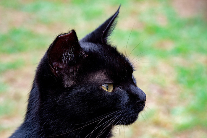 黒猫写真15