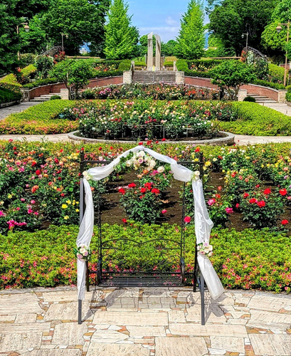 最盛期のバラ園（昨年の様子）