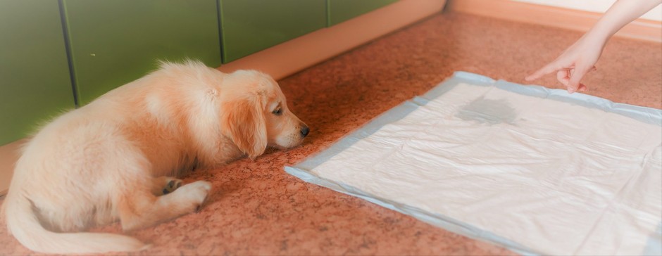 前提としてゴールデンレトリバーは賢い犬種のため、トイレを覚えるのは他の犬種よりも早いです。それに飼い主にも従順なため、一度覚えれば粗相をすることはほとんどないと言われています。
