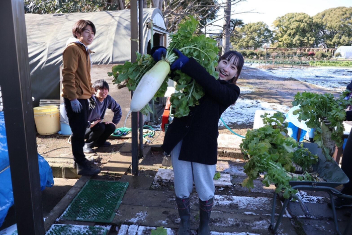 附属農場でダイコンを収穫