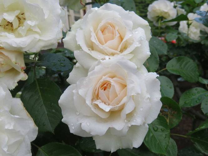 「プリンセス・オブ・ウェールズ」