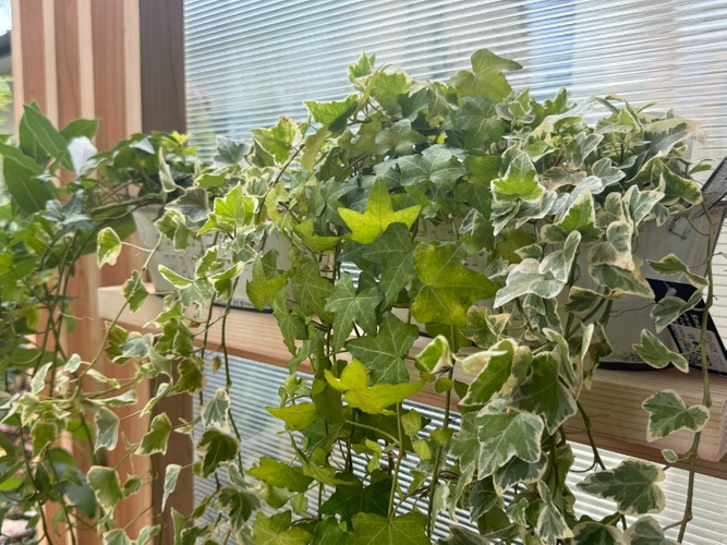 おしゃれな観葉植物たち