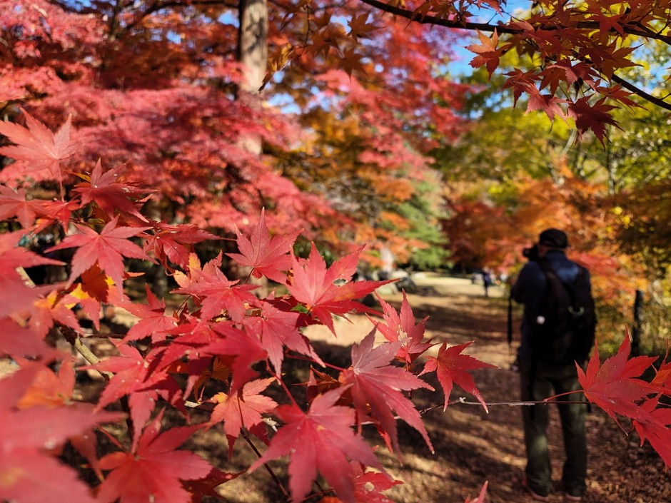 嵐山渓谷の紅葉を撮影