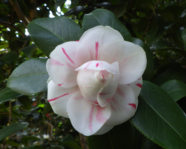 ツバキ‘神代桃錦’　