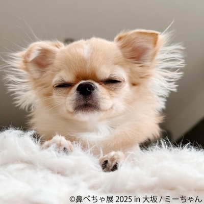 鼻ぺちゃ展 展示作品:ミーちゃん