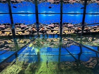 越前松島水族館　非日常・没入型体験施設として「海洋館」をリニューアル