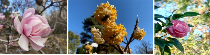 春の花々（シデコブシ・ミツマタ・オトメツバキ）（昨年の様子）