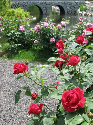 ローズシーズン メガネ橋