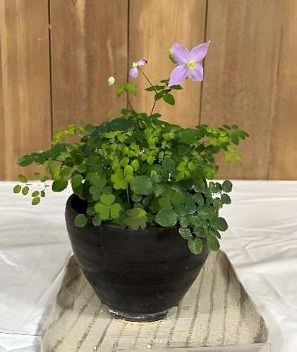 秋の山野草展 展示品の一例