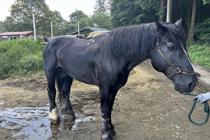 時速5kmのジェントルマン、蓮くん