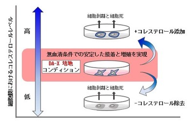 右図:DA-X培地コンディションは細胞膜のコレステロール量を最適化することで様々ながん細胞株の培養を可能にする