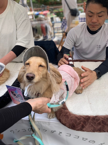 わんこのおきゅう風景