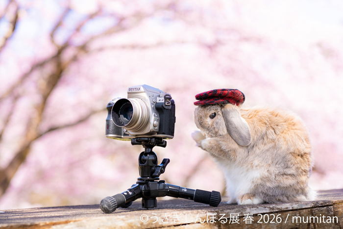 展示作品：mumitan