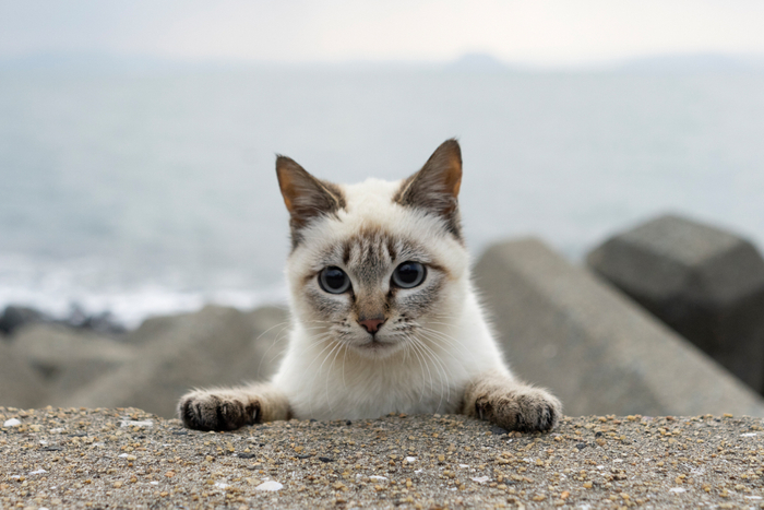 猫写真8