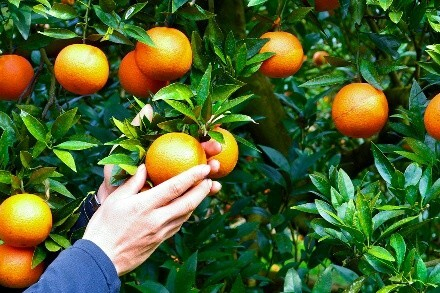 奄美大島の黒糖焼酎「里の曙」と、島育ちのフルーツ「たんかん」を丁寧に乾燥させた素材を組み合わせ、自宅で&ldquo;自分だけのクラフトリキュール&rdquo;を漬け込める体験を提供