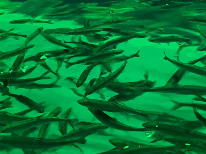 好適環境水の水槽の中を元気よく泳ぎ回るベニザケの幼魚