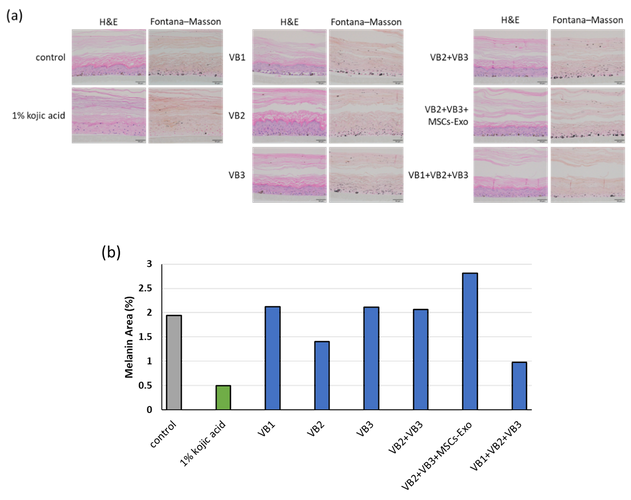 3D皮膚モデルの病理組織標本(図2)