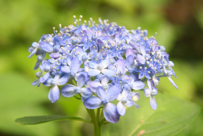 &lsquo;天竜千鳥&rsquo; （ガクアジサイ系）