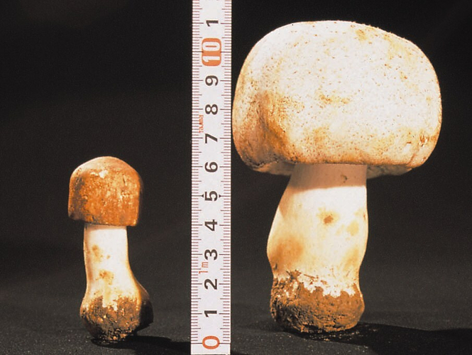 左：ハウス栽培　右：露地栽培アガリクス