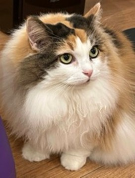 図1.三毛猫