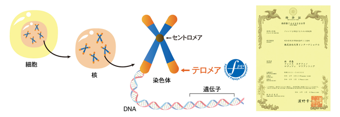テロメアに働きかけるFPP