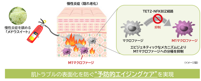 研究成果の概要