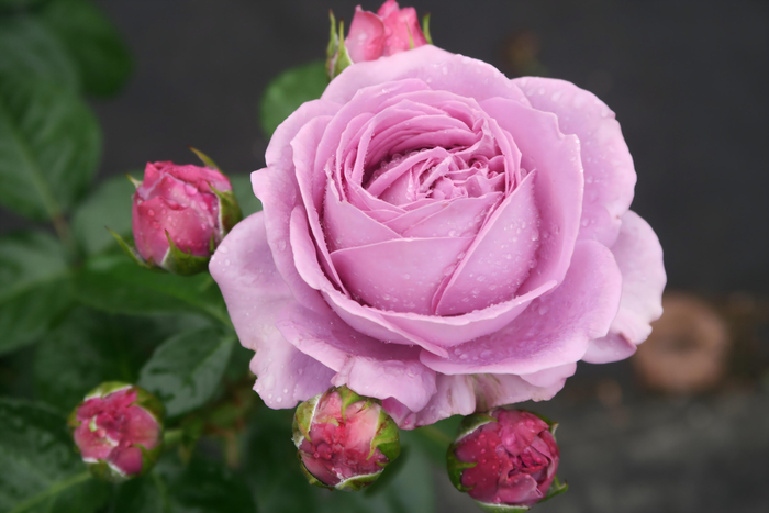 「カインダ・ブルー」