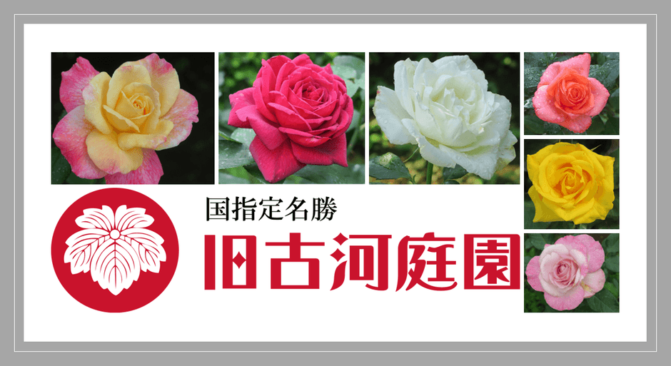 6月19~21日撮影の当園のバラ(二番花)