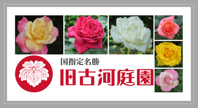 6月19~21日撮影の当園のバラ(二番花)