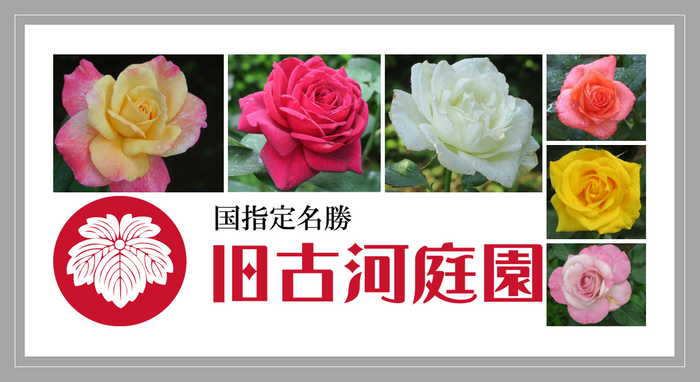 6月19~21日撮影の当園のバラ(二番花)
