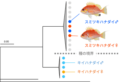 図3　系統解析結果（スミツキハナダイとキイハナダイはそれぞれ別のクラスターに分かれ、各種の雌雄は入れ子状に配置された）