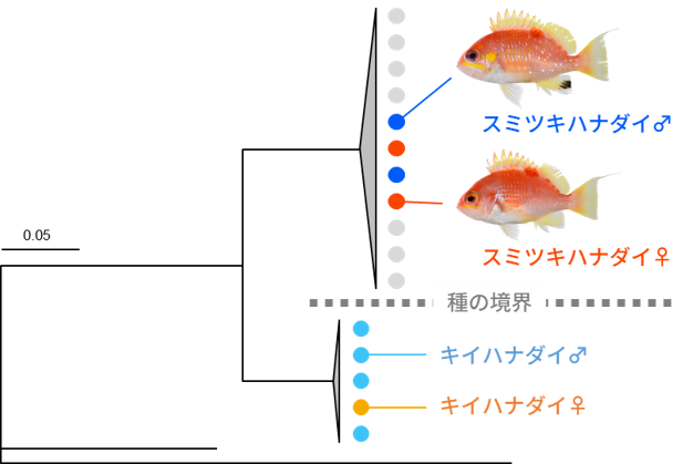 図3　系統解析結果（スミツキハナダイとキイハナダイはそれぞれ別のクラスターに分かれ、各種の雌雄は入れ子状に配置された）