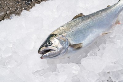 完全養殖による純国産サーモンである「サクラマス」