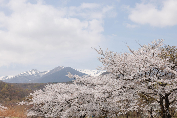 残雪の蔵王連峰と桜が広がる、春の農園周辺の風景。自然豊かな環境の中でいちごが育まれている