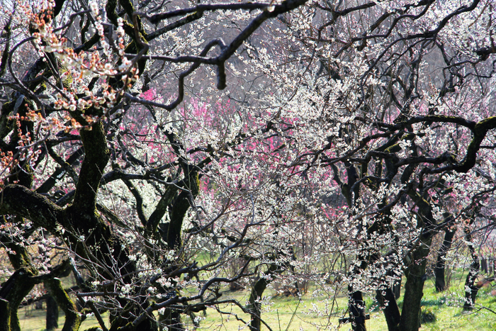 過去の満開のうめ園の様子