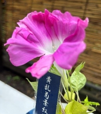 変化朝顔の展示（昨年の様子）