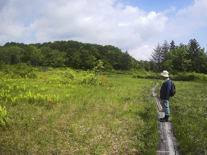 夏～秋の駒止湿原を散策！花の歴史を楽しむ湿原ガイドウォーク。