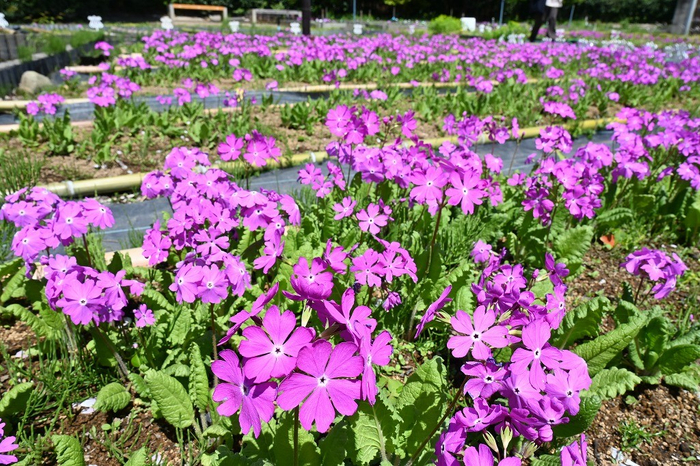 昨年度の浮間ヶ原桜草圃場の様子
