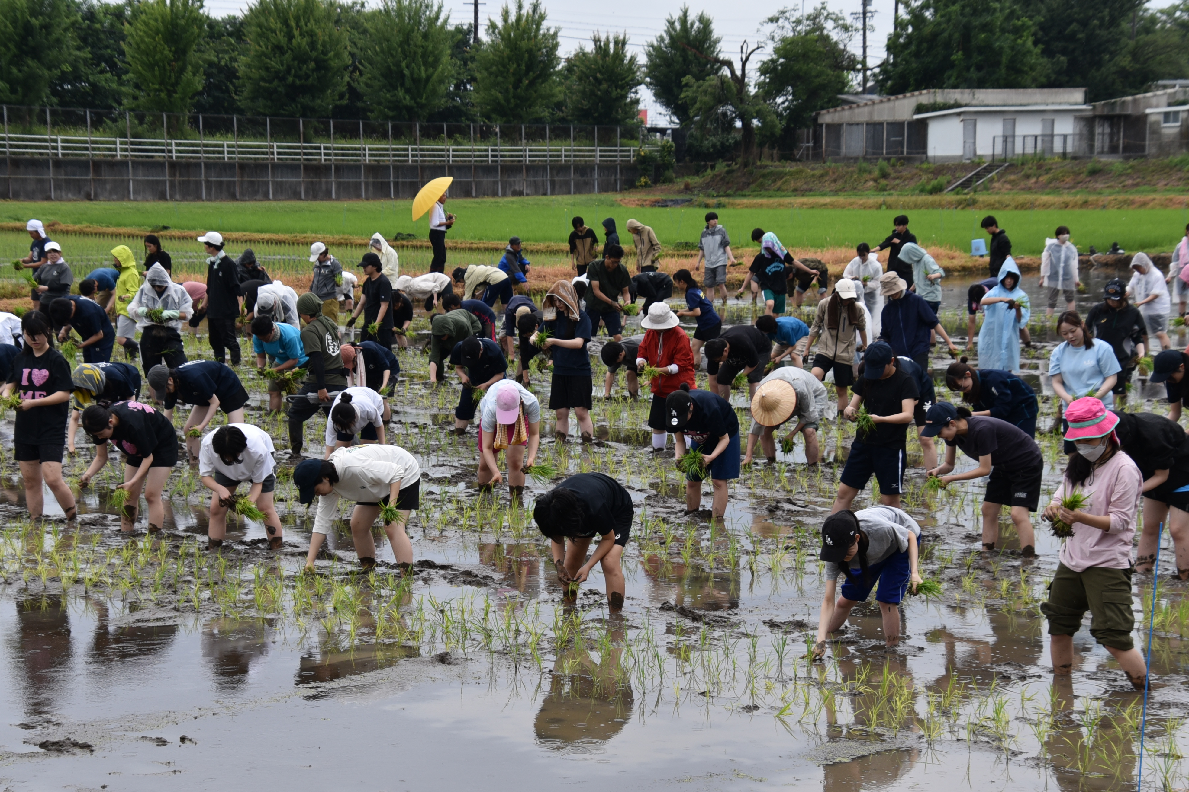 時折、雨も小降りに