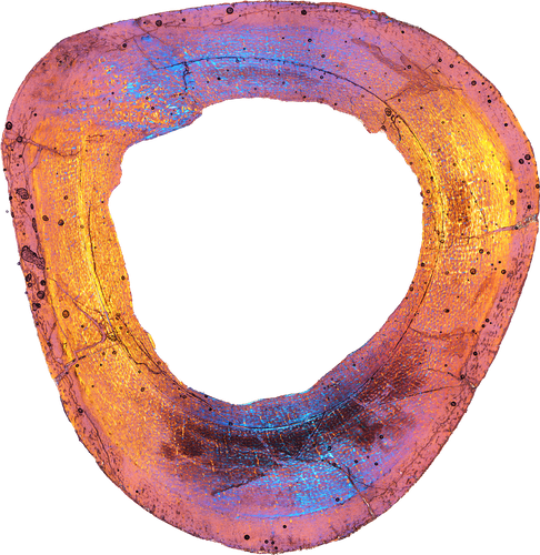 脚の断面写真＝研究グループ提供