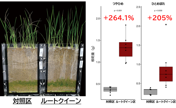 図2：ルートクイーン&reg;は猛暑条件下でも根張りを顕著に促進