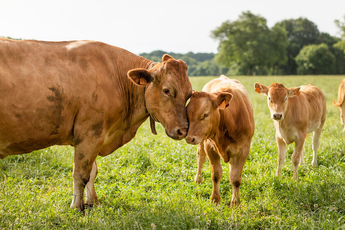現地のルビアガレガの放牧の様子2