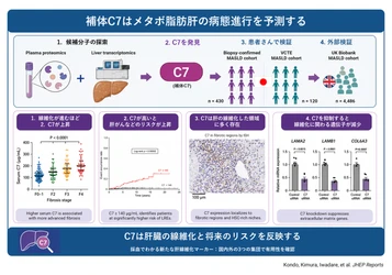 血液中の「C7」でメタボ由来の脂肪肝の進行リスクを予測　 ― 肝臓の線維化と、将来の肝がん・肝硬変合併症に関連 ―