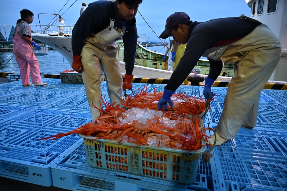 水揚げされた紅ズワイガニは、品質や鮮度を維持するため、荷捌き施設にすぐに移される