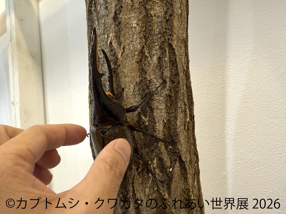 ふれあい体験(1)